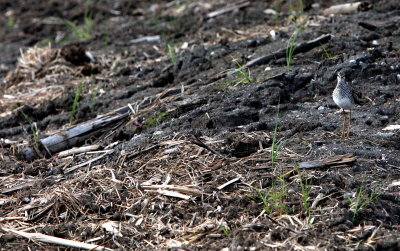 LESSER YELLOWLEGS.JPG