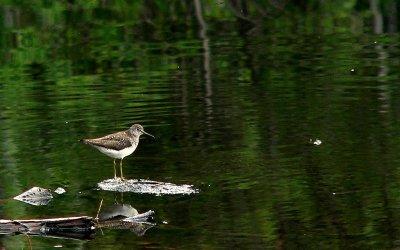 SOLITARY SANDPIPER.JPG