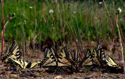 SWALLOWTAILS SOCIALIZING.jpg