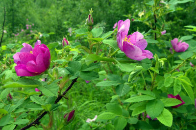 WILD ROSE.jpg