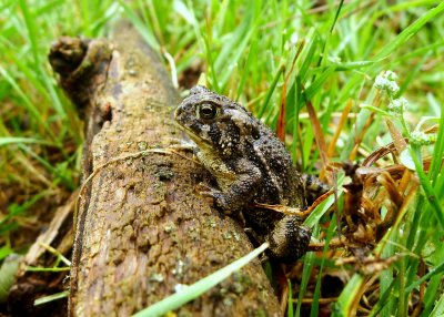 CANADIAN TOAD.JPG