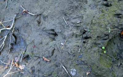 BEAVER TRACK.jpg