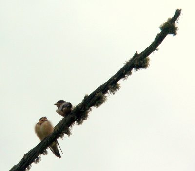 NEWLY-FLEDGED BARN SWALLOWS.JPG