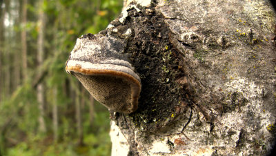 FOMES FOMENTARIUS.jpg