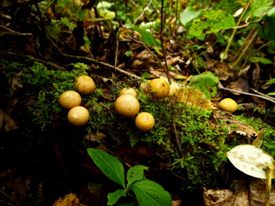 FUNGI AND MOSS.JPG