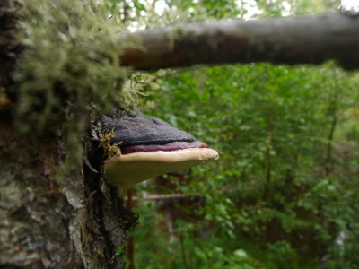 GANODERMA SP.JPG