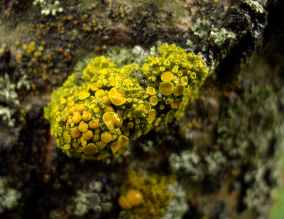 GOLDEN LICHEN.jpg