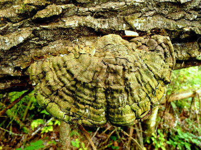 JADE FUNGI.JPG