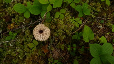 NEOLENTINUS SP.JPG