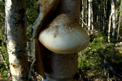 PIPTOPORUS BETULINUS.jpg