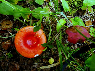 RUSSULA BOREALIS MAYBE.JPG