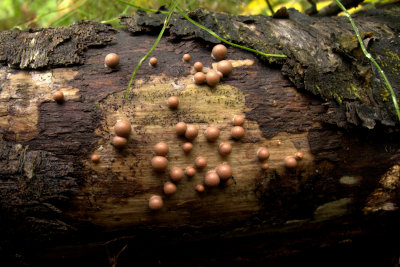 SLIME MOLD 2.jpg