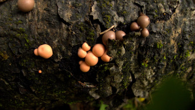 SLIME MOLD.jpg