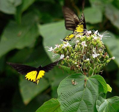 YELLOW AND BLACK