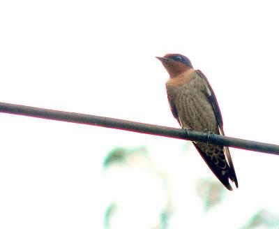 PACIFIC SWALLOW