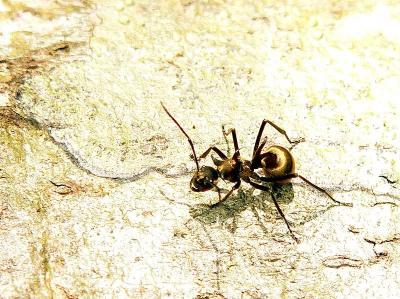 GOLD ANT