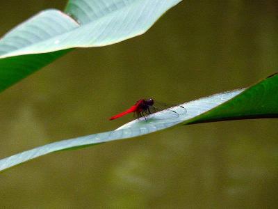 RED HILITE