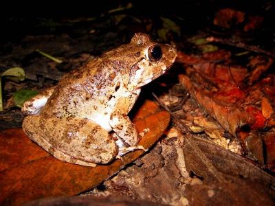 GREATER SWAMP FROG (I THINK)