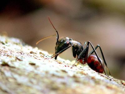 GIANT FOREST ANT