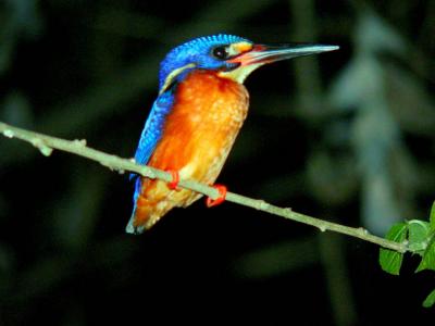 BLUE-EARED KINGFISHER