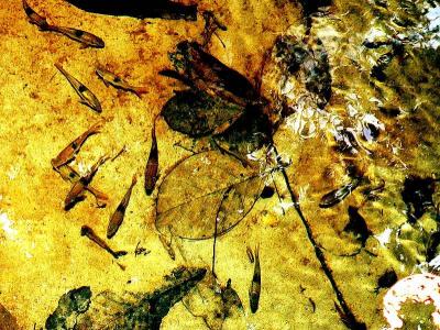 NATIVE FISHES