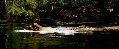 CROSSING THE RIVER