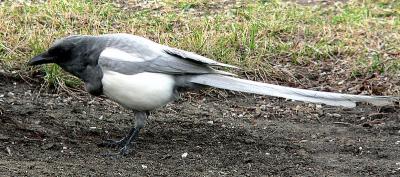 LEUCISTIC  MAGPIE #2