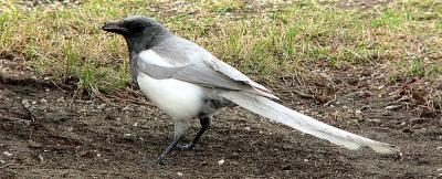 LEUCISTIC MAGPIE #3