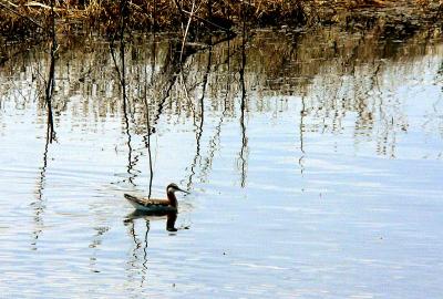 WILSONS PHALAROPE.JPG
