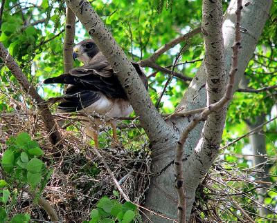 SWAINSONS HAWK.JPG