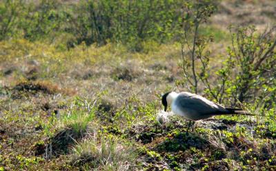 LONG-TAILED JAEGER.JPG