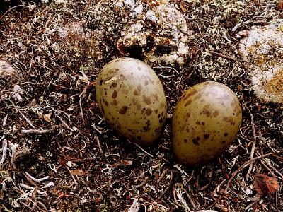 LONG-TAILED JAEGER  CLUTCH.JPG