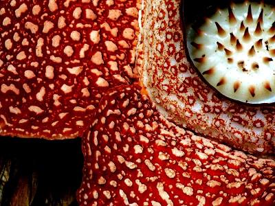 RAFFLESIA