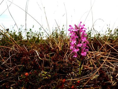 LOUSEWORT SP.JPG