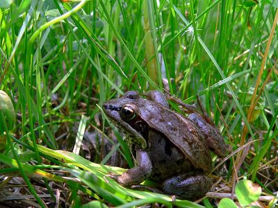 WOOD FROG.JPG
