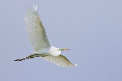 Gliding Egret