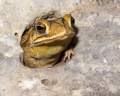 Emerging Toad