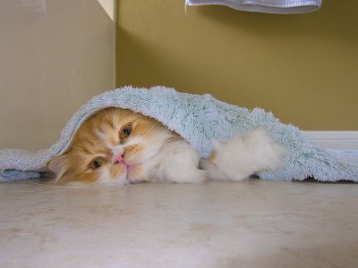 Yogi under the bath rug