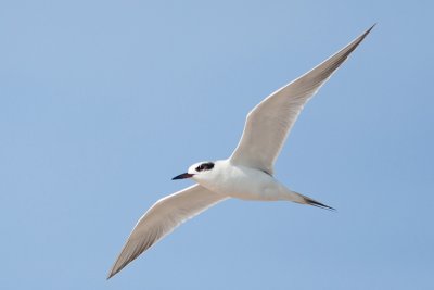 Tern Flight