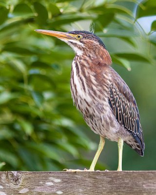 Green Heron