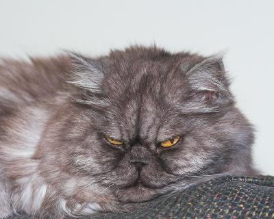 g4/34/564334/3/52282398.200851112Mokey01.jpg