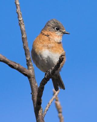 Eastern Bluebird (female)