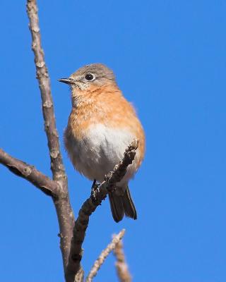 Eastern Bluebird (female)