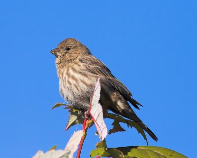 House Finch (female)?