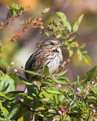 Song Sparrow