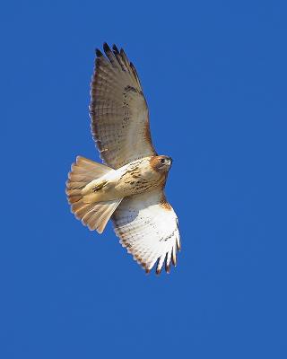 Red Tail Hawk