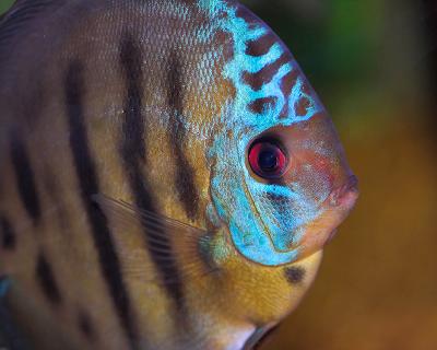 Alenquer Discus Close Up