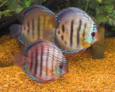 3 Alenquer Discus