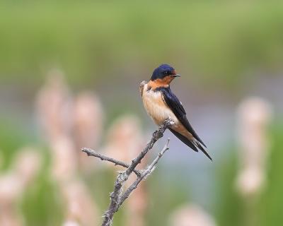 Barn Swallow?