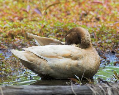 Unusual Female Mallard